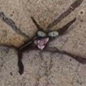 Meet your Posher, Bella